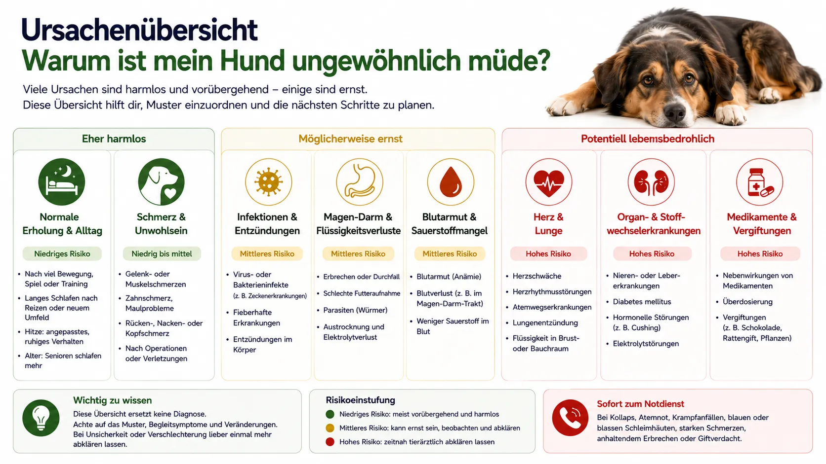 Ursachenübersicht bei ungewöhnlicher Müdigkeit eines Hundes