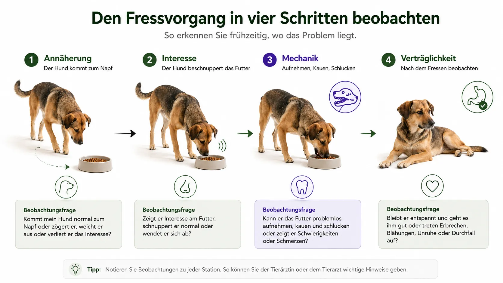 Vier Stationen des Fressvorgangs vom Annähern bis zur Verträglichkeit