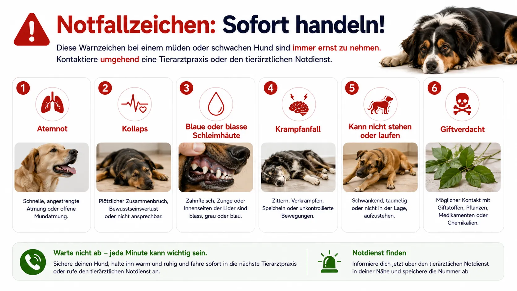 Notfallzeichen bei einem ungewöhnlich müden oder schwachen Hund