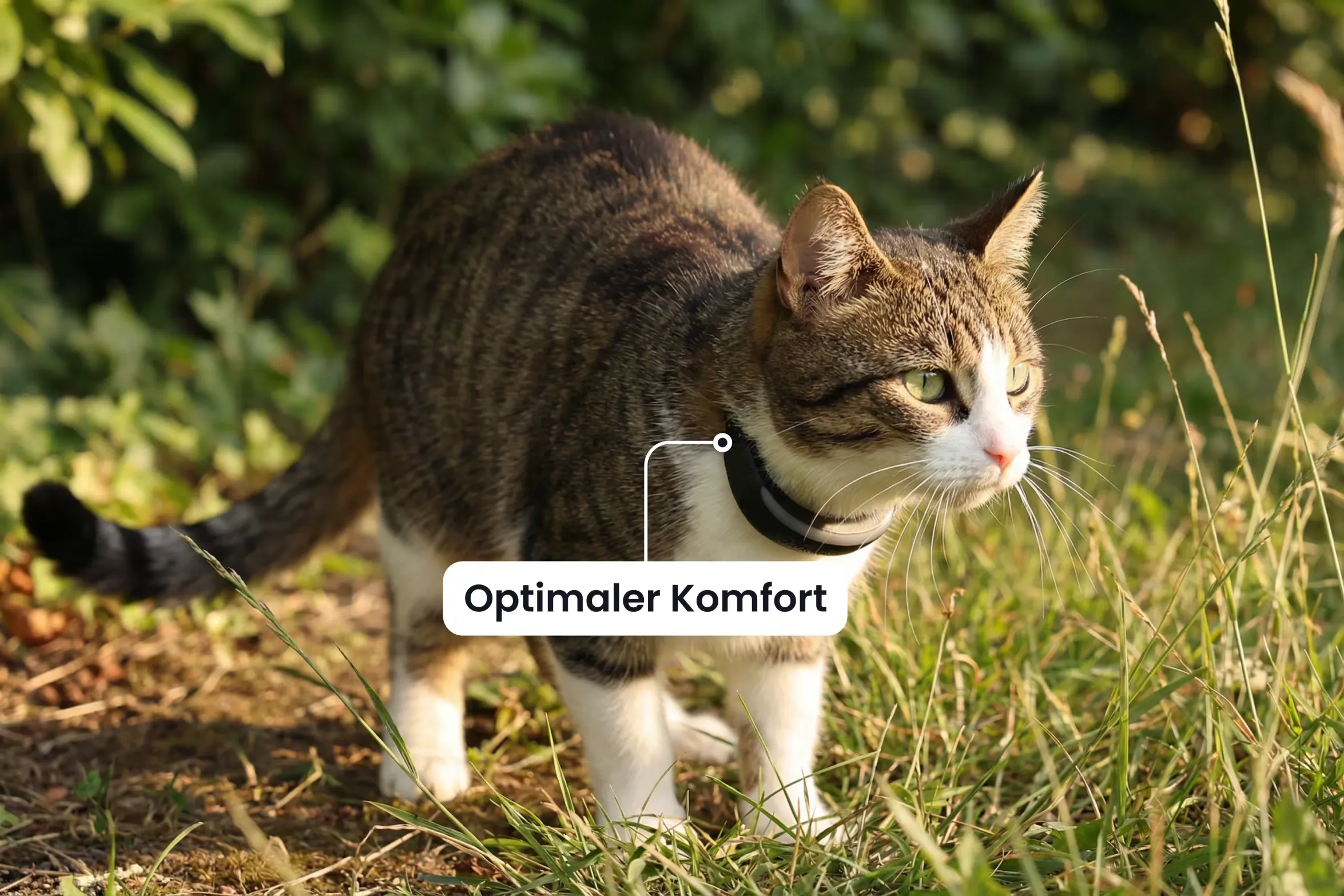 Nahaufnahme des integrierten GPS-Trackers und seiner Befestigung am Katzenhalsband