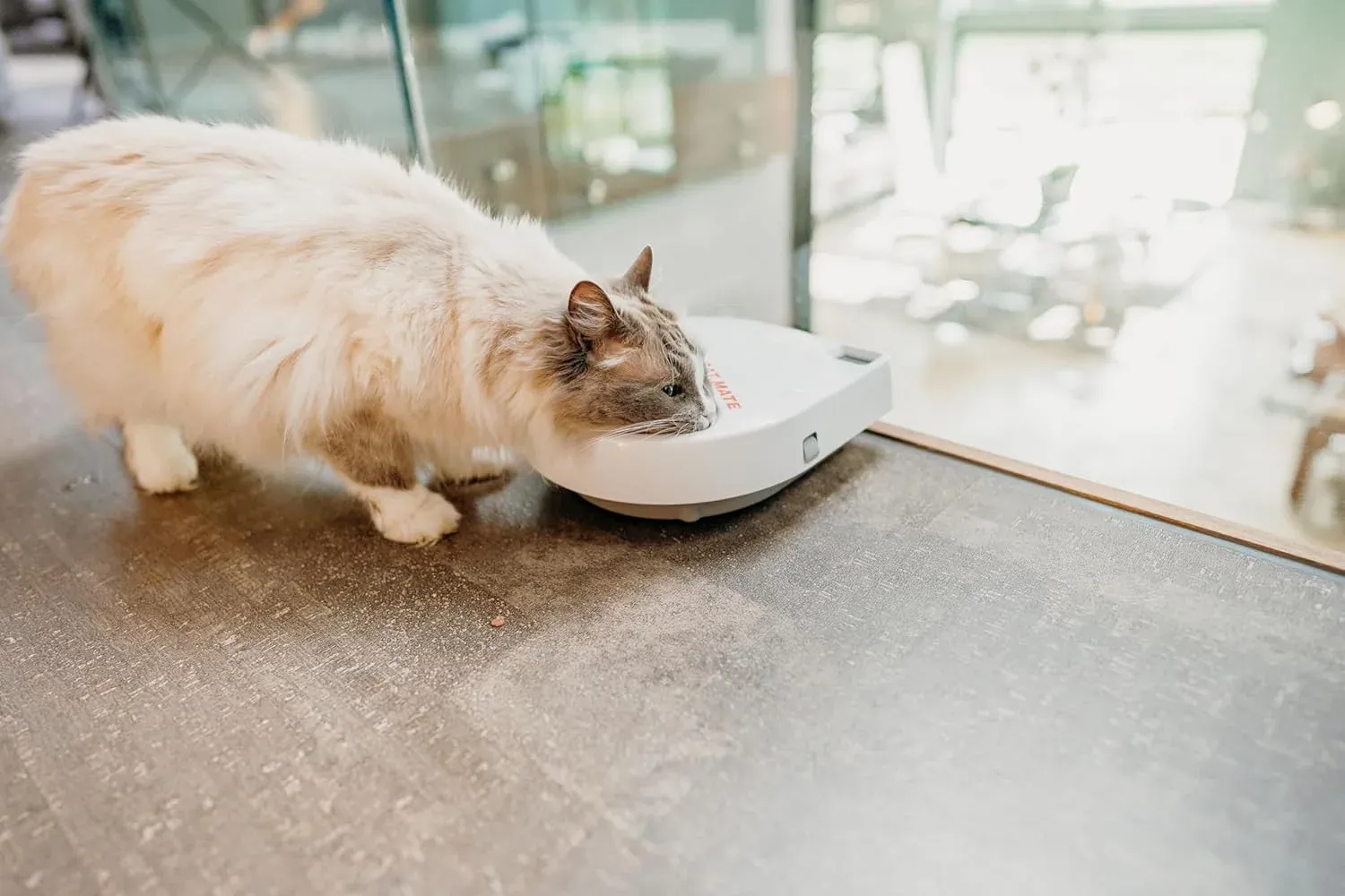 Cat Mate C300 im Katzenhaushalt