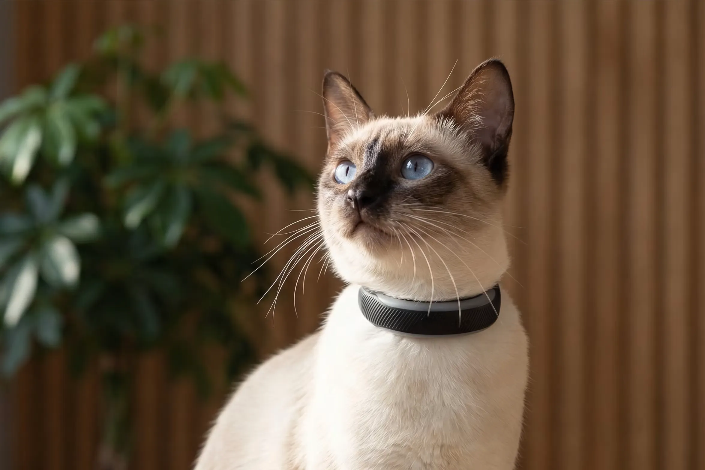 Katze mit einem runden, in das Sicherheitshalsband integrierten GPS-Tracker
