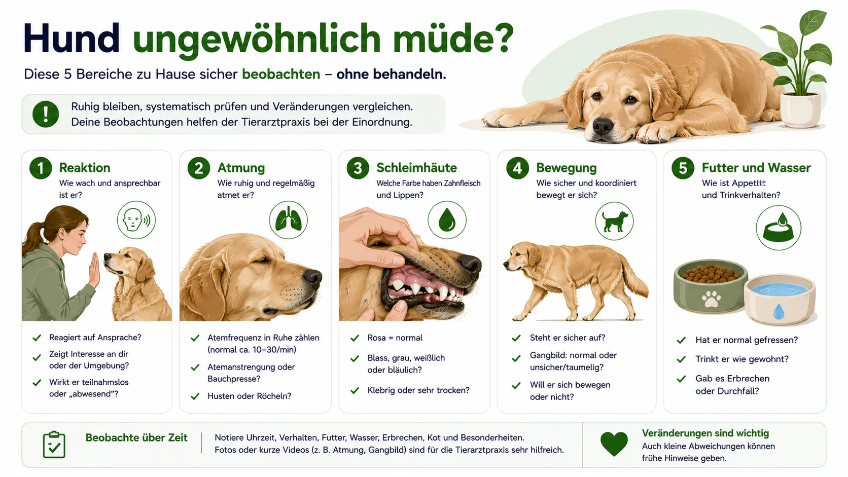Sichere Beobachtungsschritte bei einem ungewöhnlich müden Hund