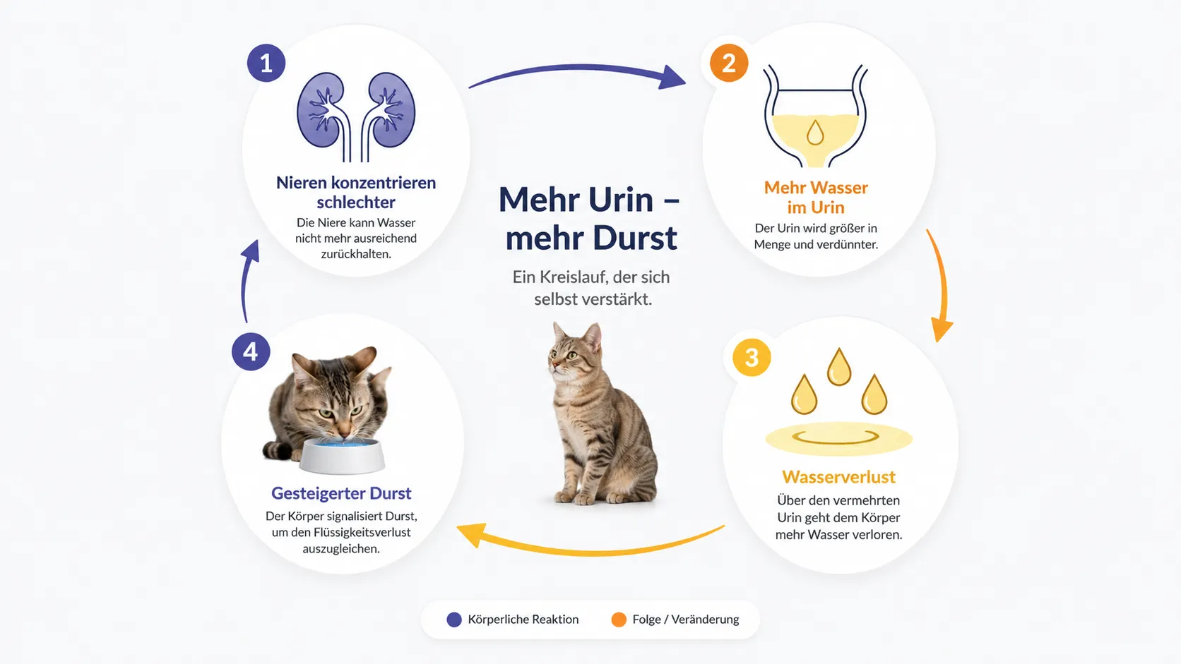 Kreislauf aus vermehrtem Urinverlust und anschließend gesteigertem Durst bei einer Katze