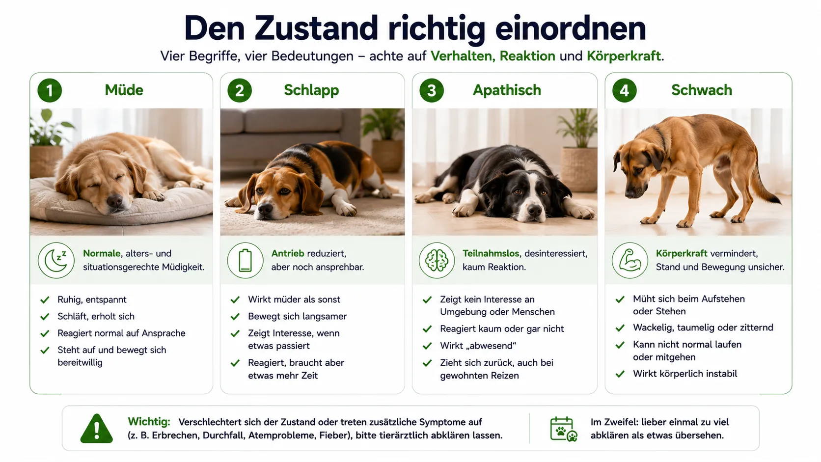 Unterschied zwischen normaler Müdigkeit, Schlappheit, Apathie und Schwäche