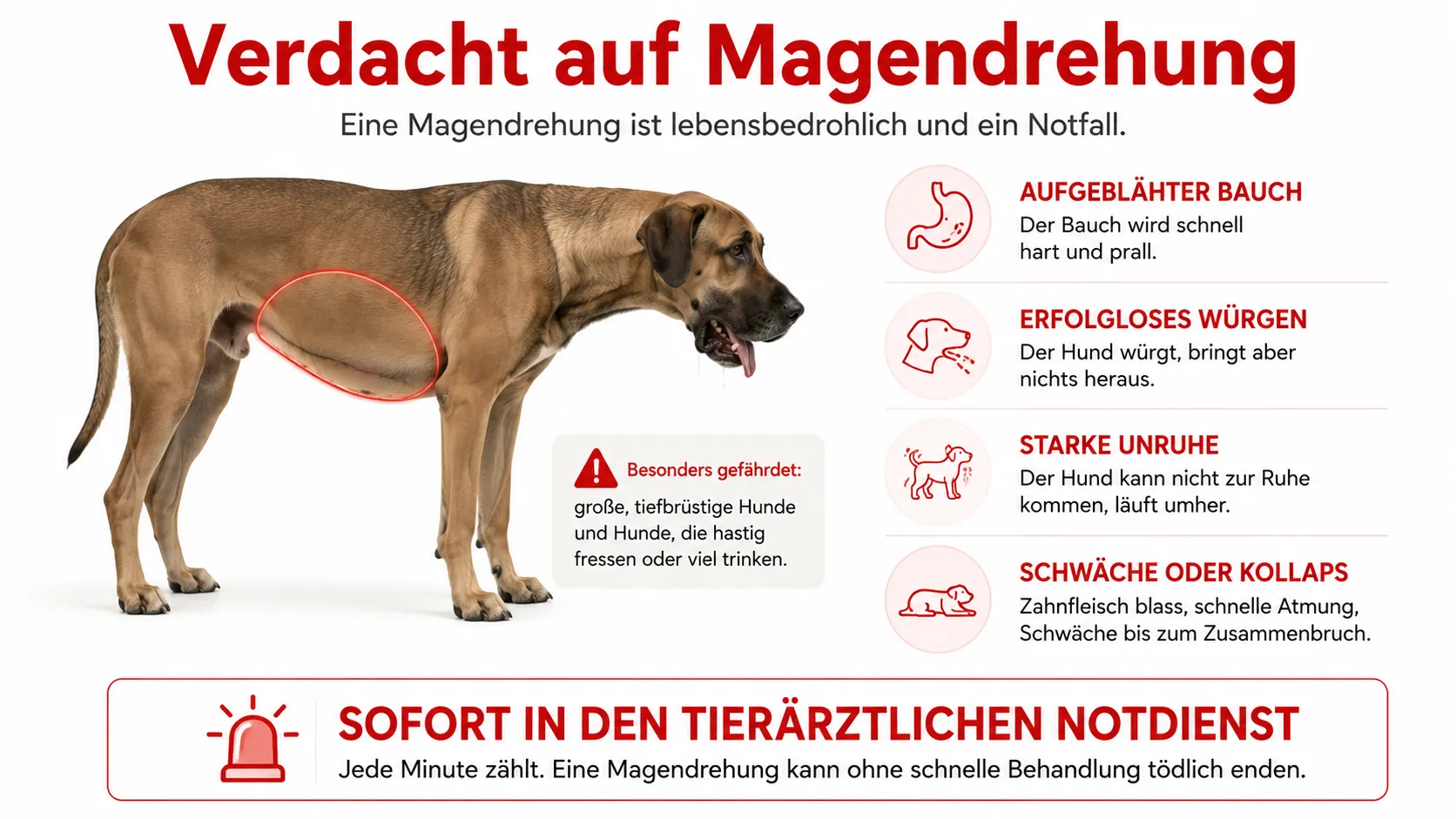 Notfallsymptome bei Magendrehung, Fremdkörper und schwerem Bauchproblem