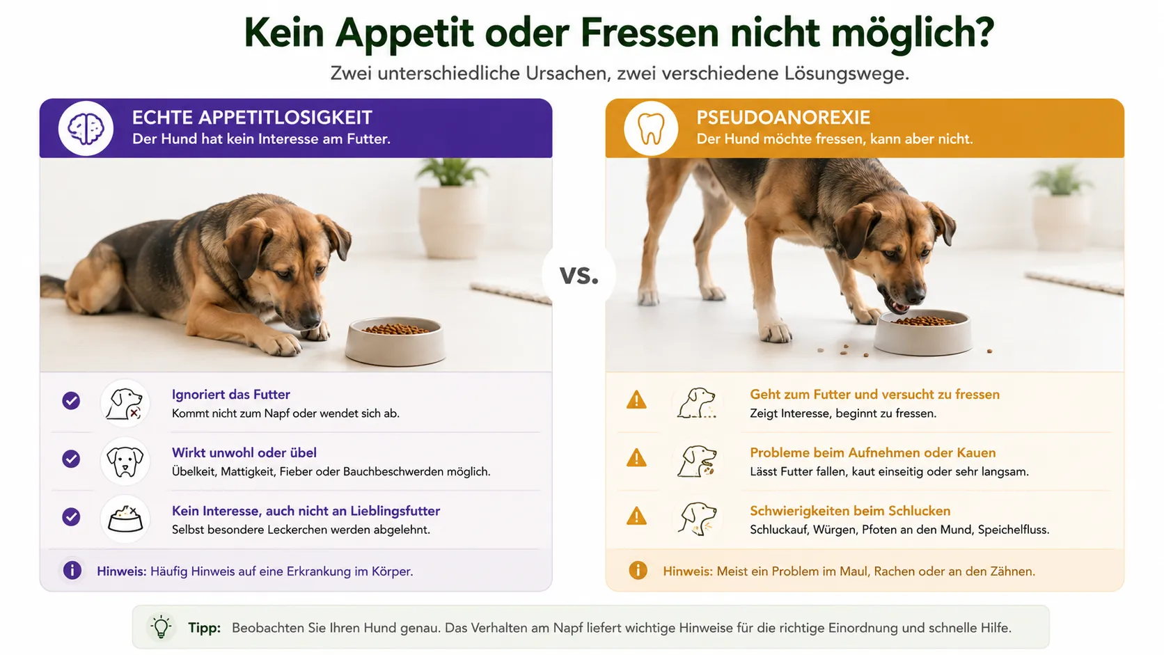 Unterschied zwischen echter Appetitlosigkeit und Pseudoanorexie