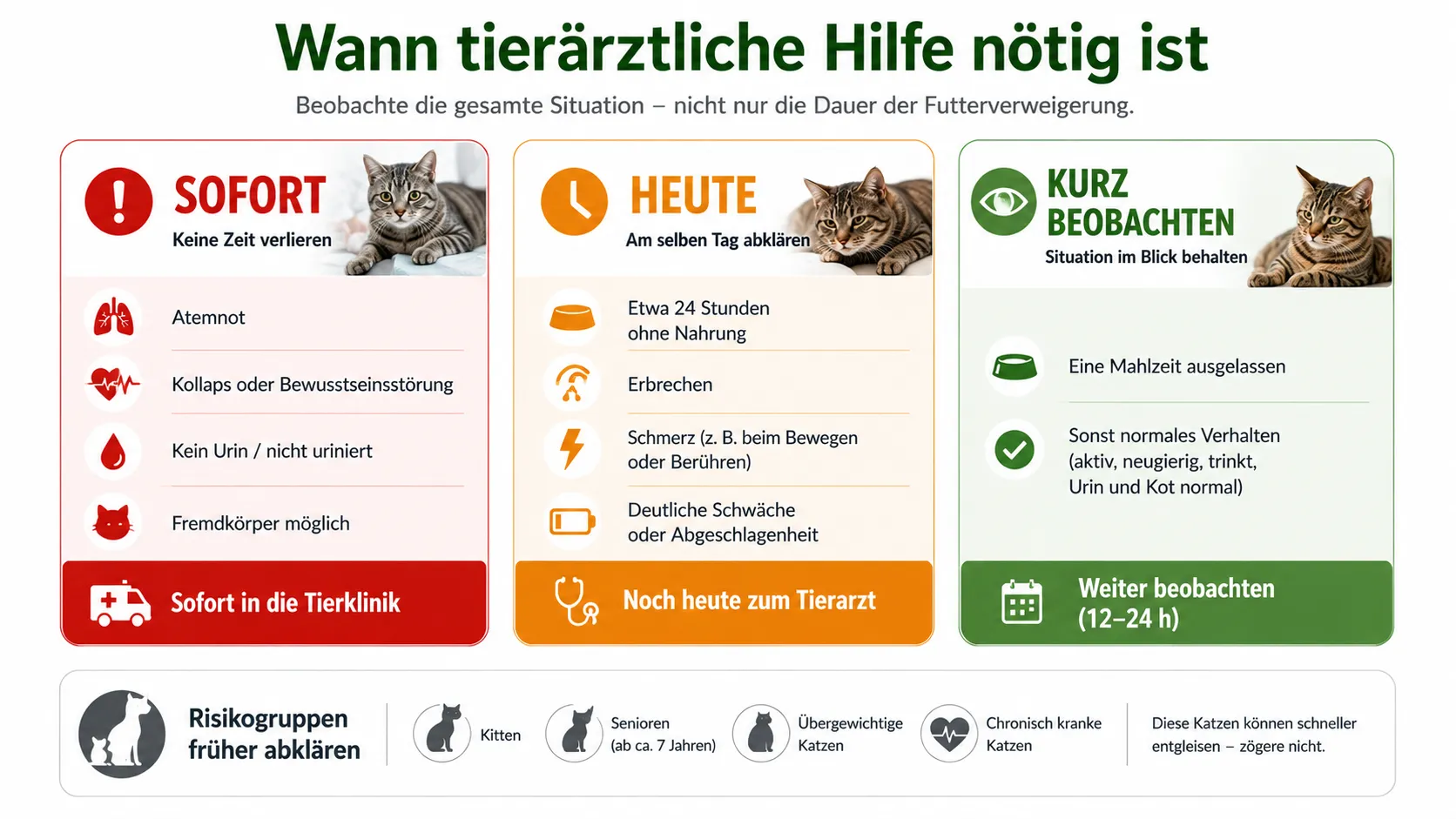 Ampelübersicht zur Dringlichkeit bei Futterverweigerung einer Katze