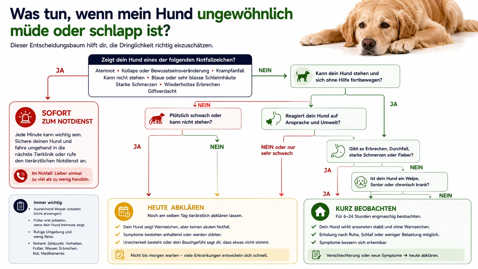 Entscheidungsbaum bei einem ungewöhnlich müden oder schlappen Hund