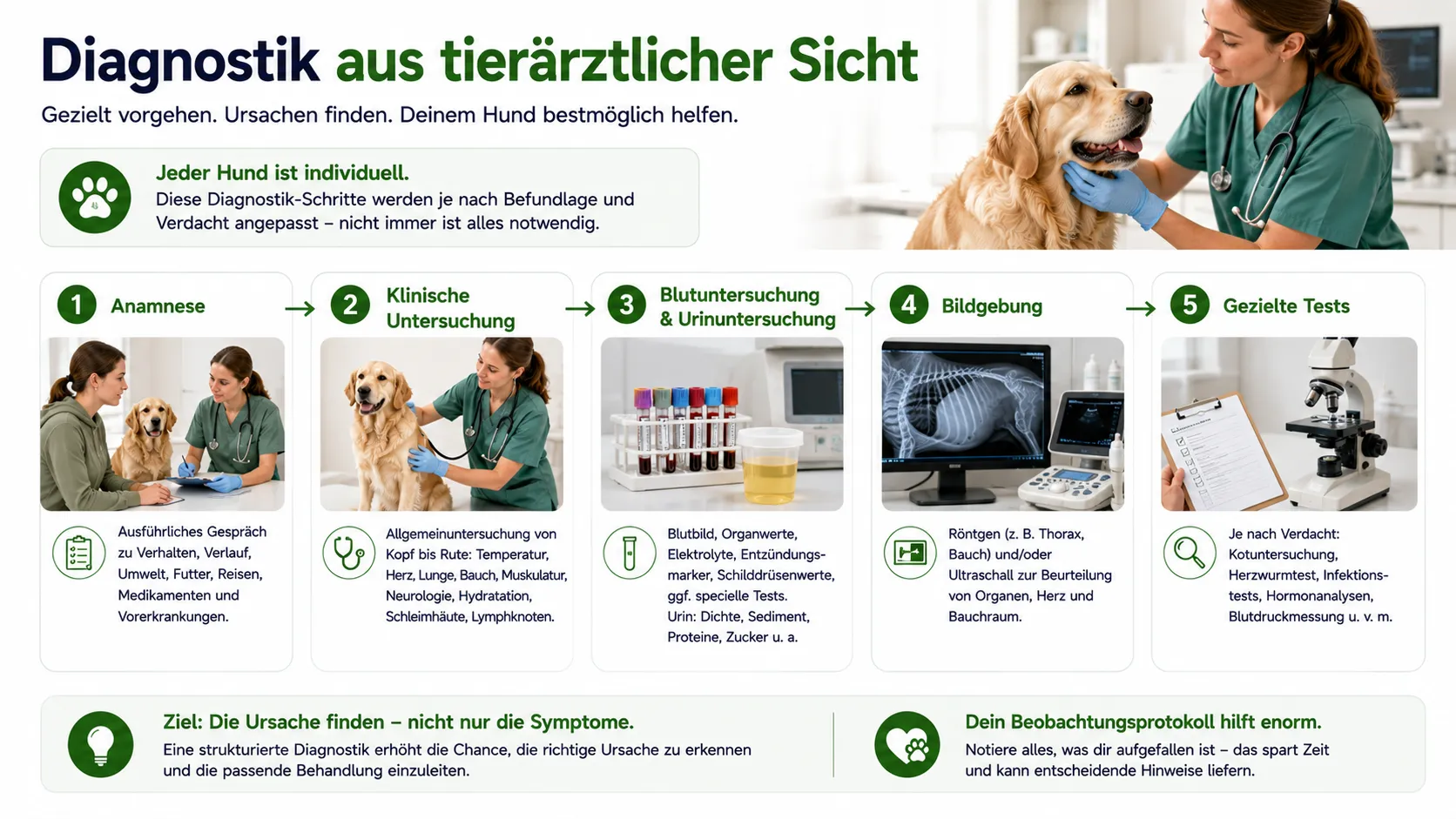 Typische tierärztliche Diagnostik bei Müdigkeit und Schwäche